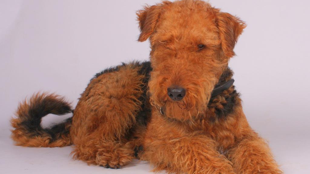 Living Environment Adaptability icon