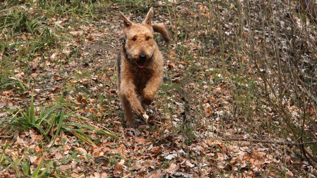 Airedale Terrier