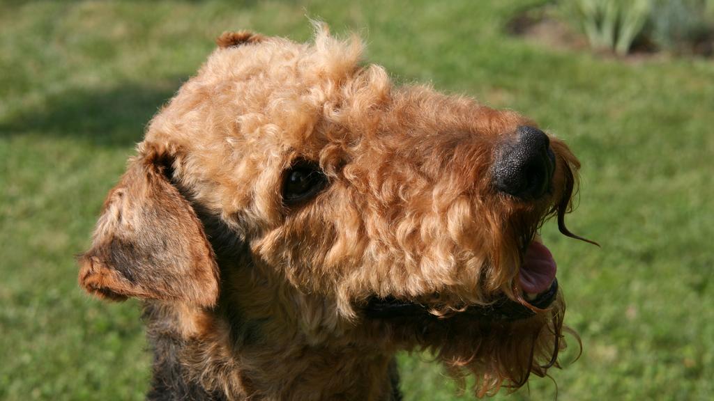 Airedale Terrier