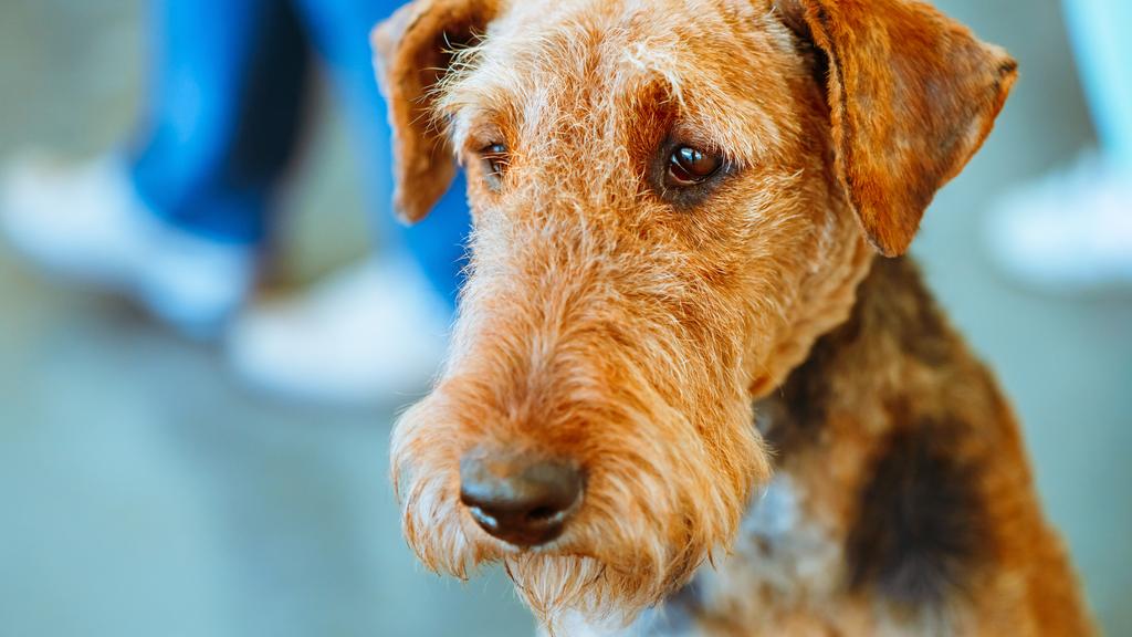Airedale Terrier