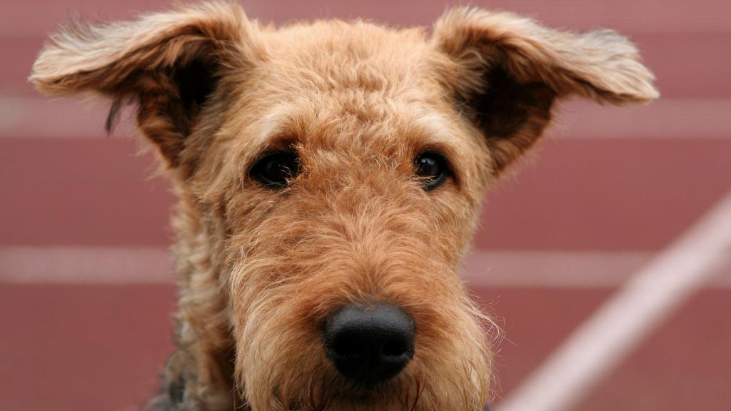 Airedale Terrier