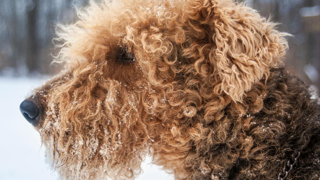 Basic Information icon