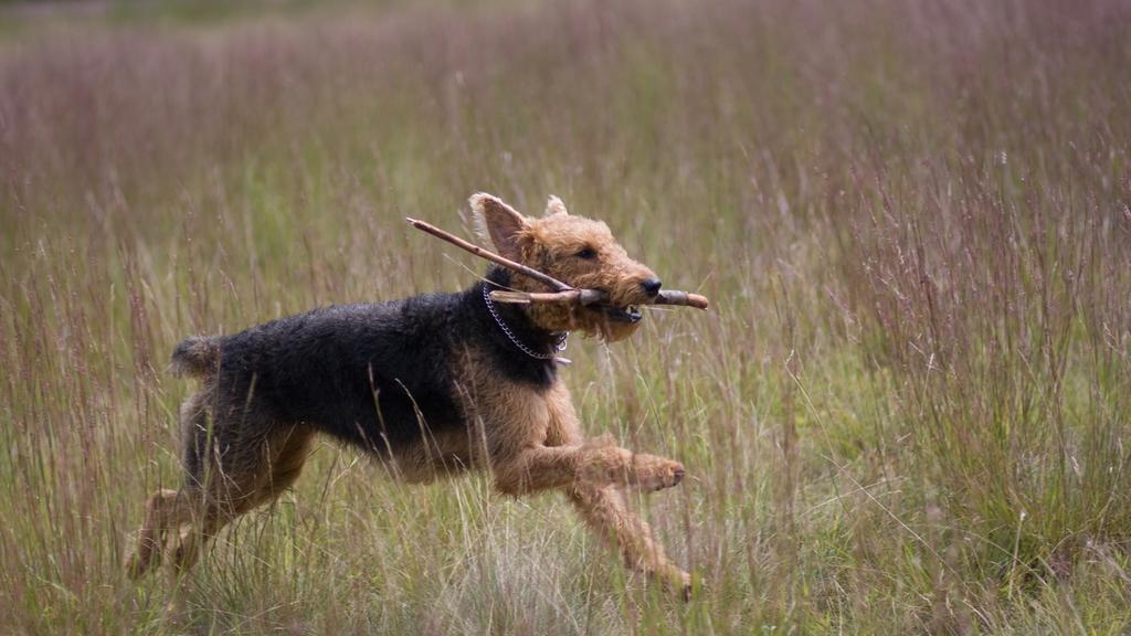 Airedale Terrier