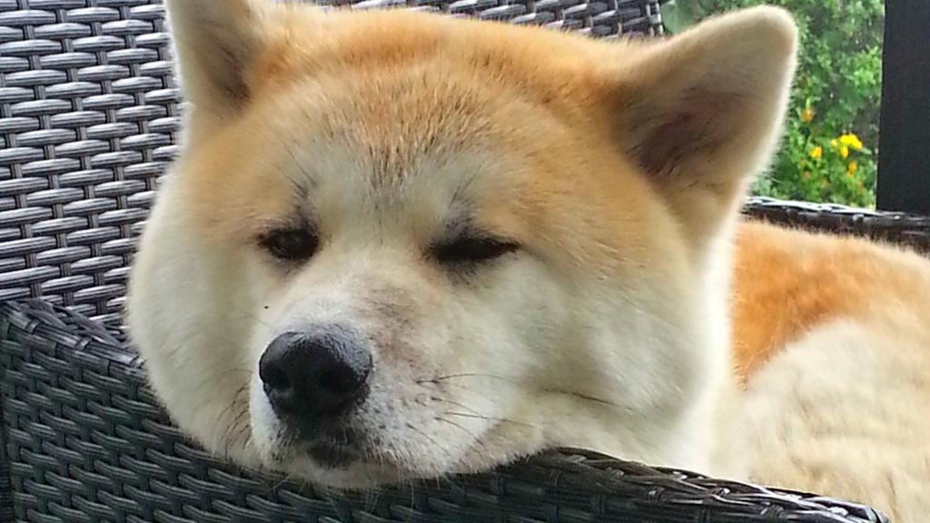 Life Stage Considerations icon