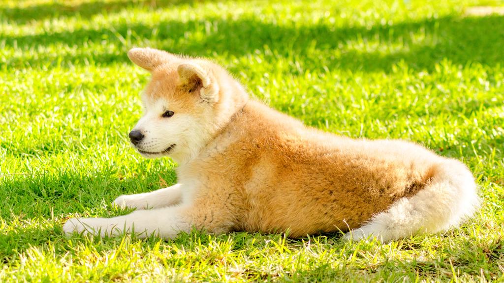 Basic Information icon