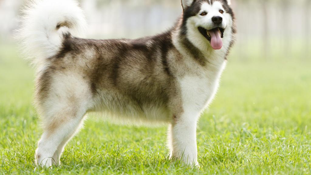 Alaskan Malamute