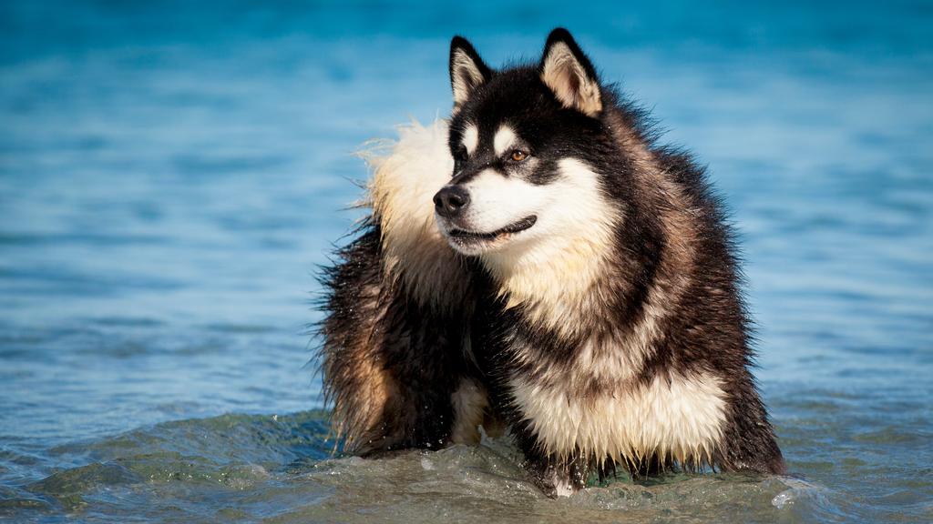 Alaskan Malamute