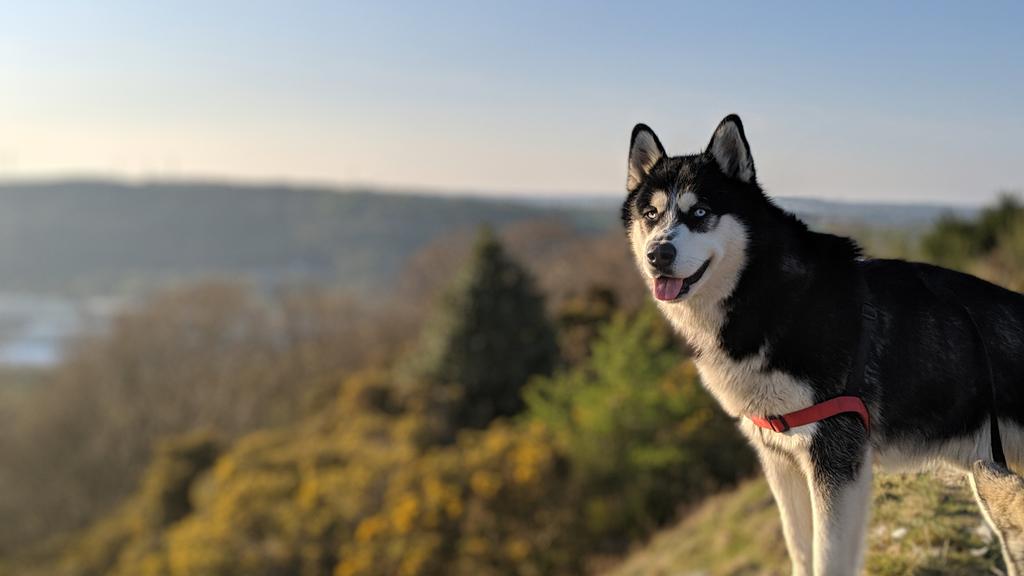 Alaskan Malamute
