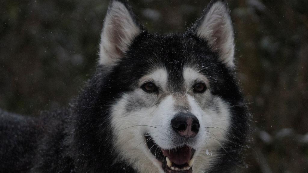Adoption vs. Breeder Considerations icon