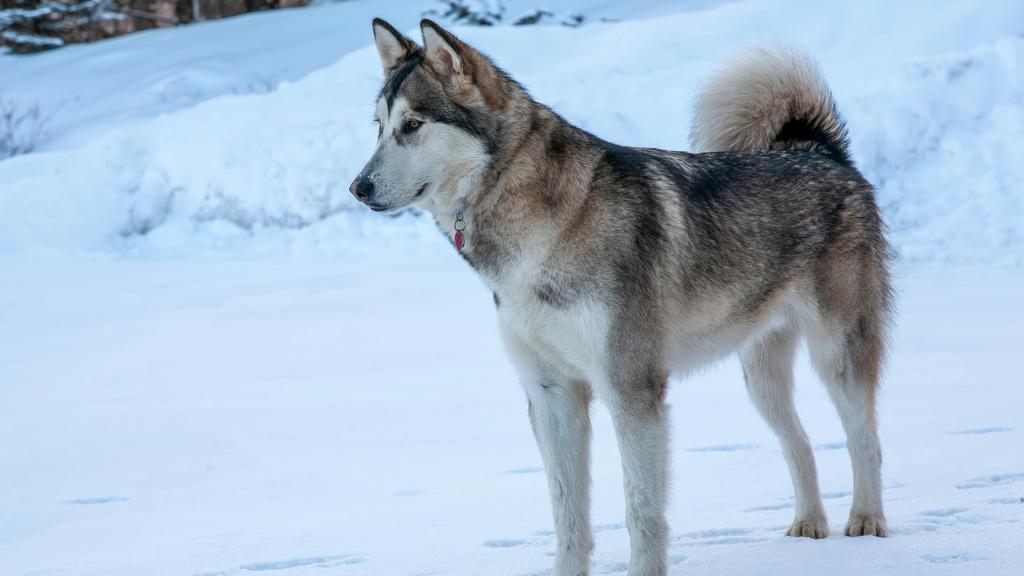 Alaskan Malamute