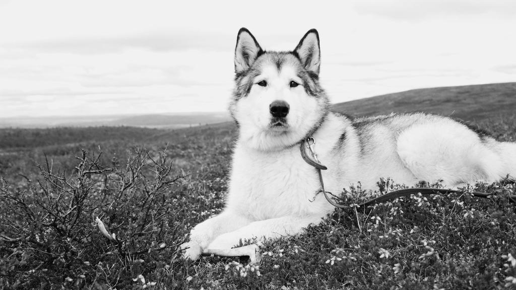 Living Environment Adaptability icon