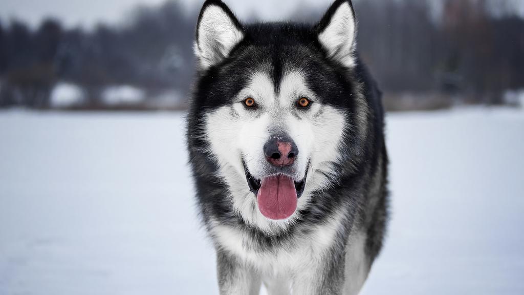 Alaskan Malamute