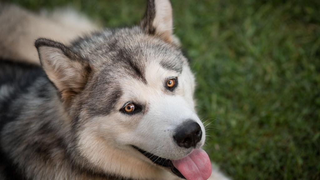Alaskan Malamute