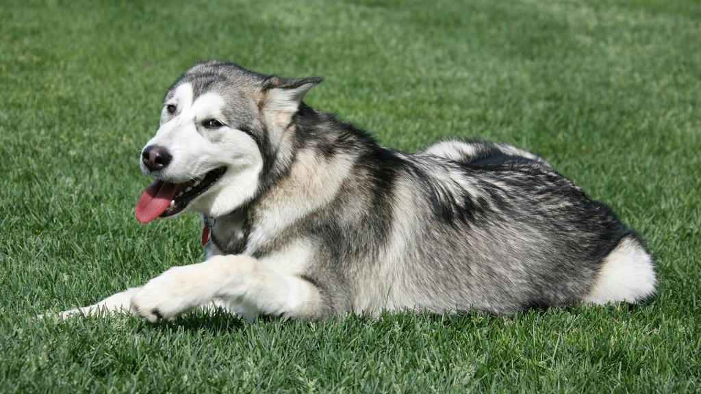 Alaskan Malamute