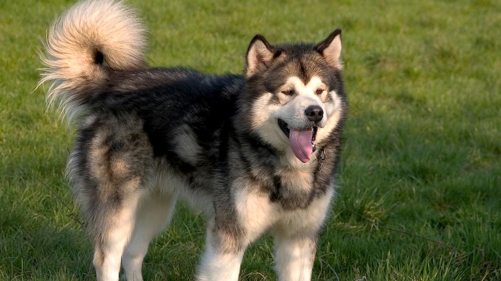 Alaskan Malamute