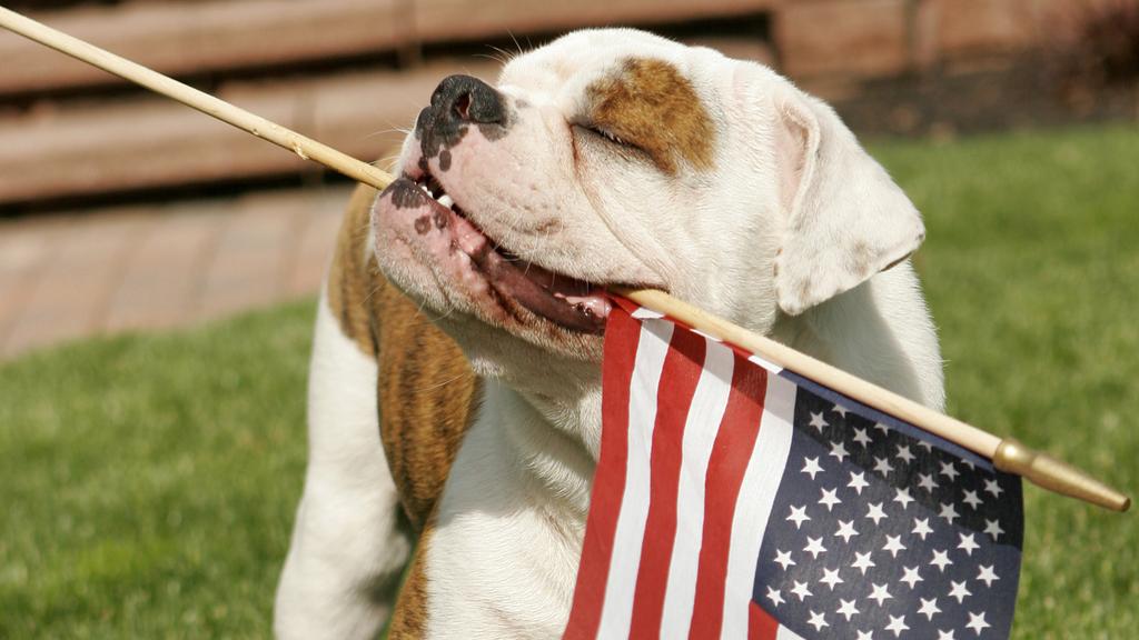 Temperament & Behavior icon