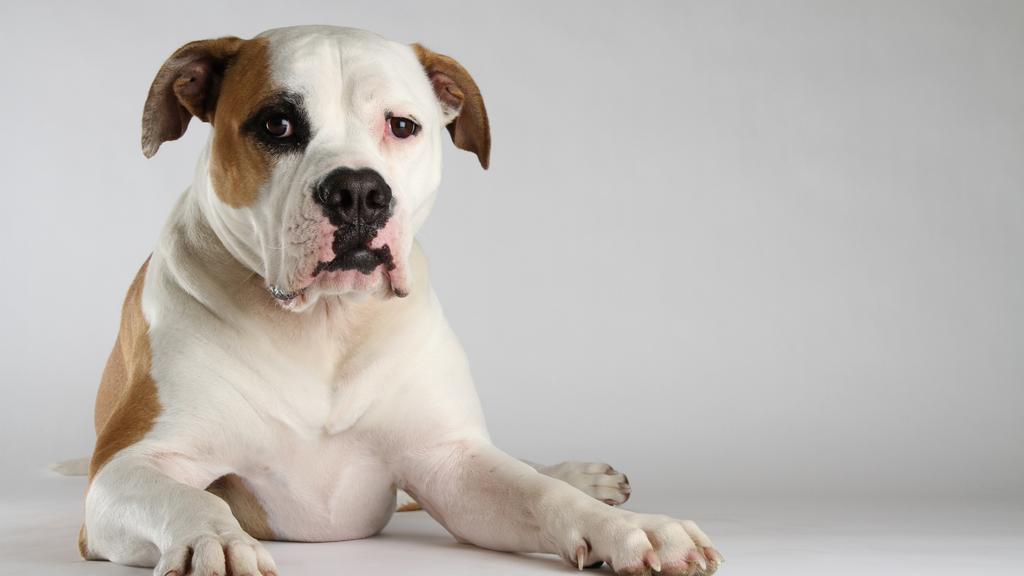 Financial Considerations icon