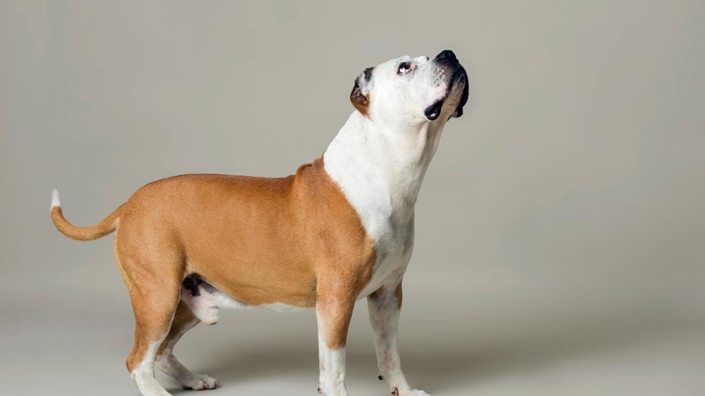 American Bulldog