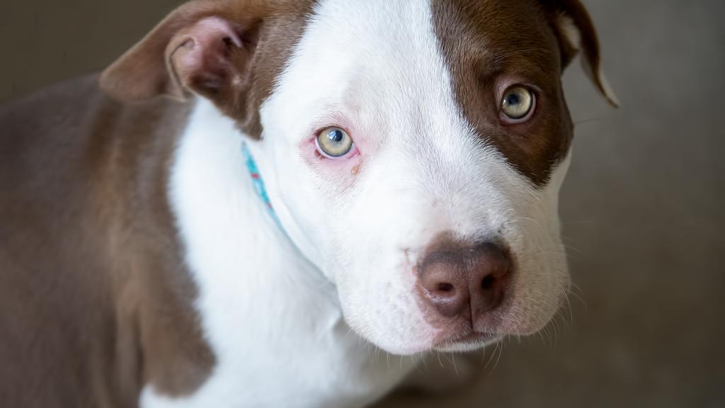 Grooming & Health icon