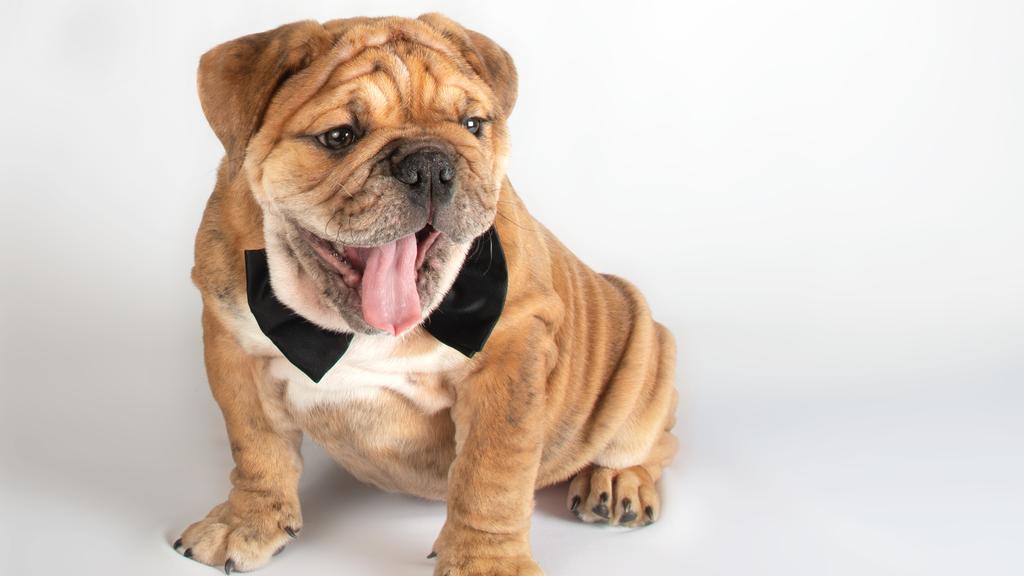 Adoption vs. Breeder Considerations icon