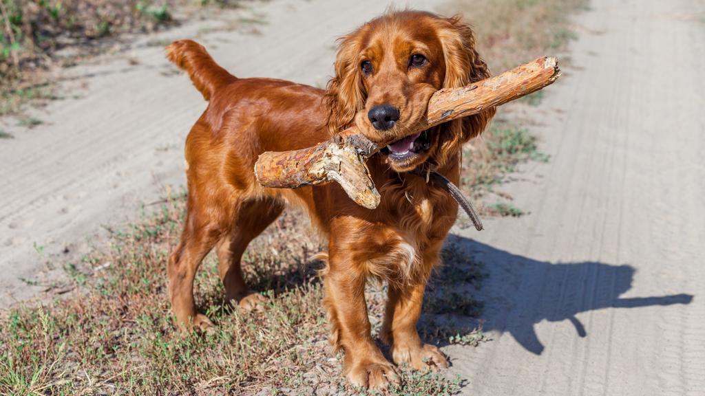 American Cocker Spaniel