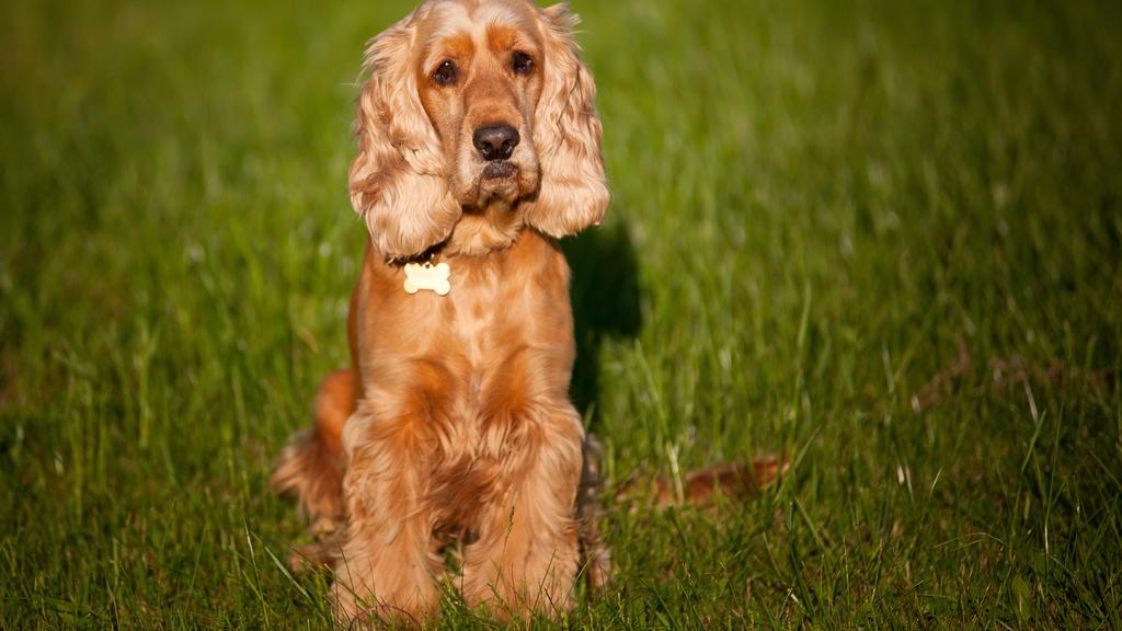 American Cocker Spaniel