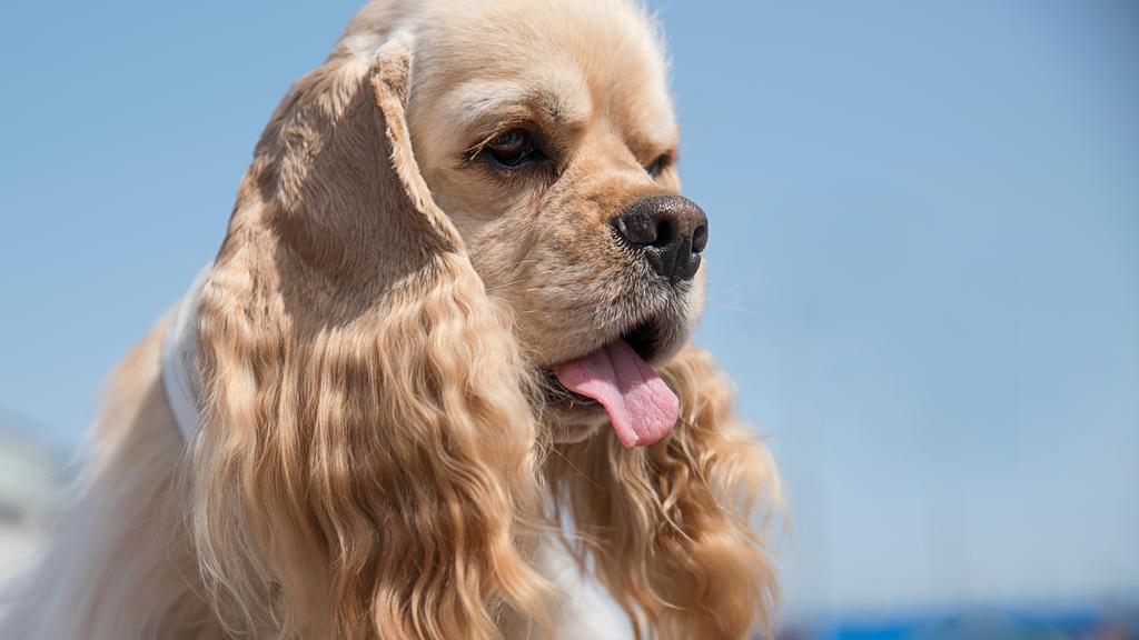 American Cocker Spaniel