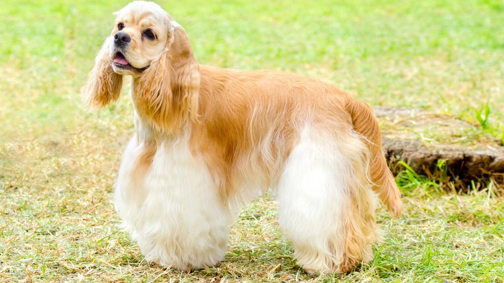 American Cocker Spaniel