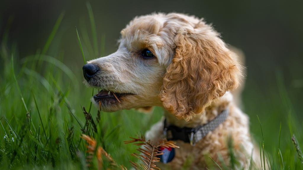 Life Stage Considerations icon