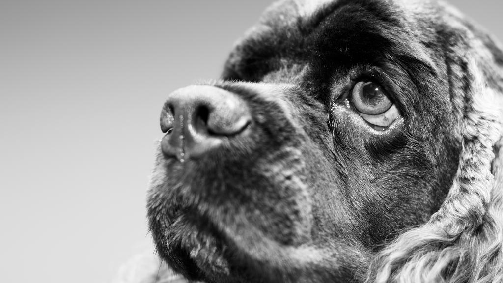 Grooming & Health icon