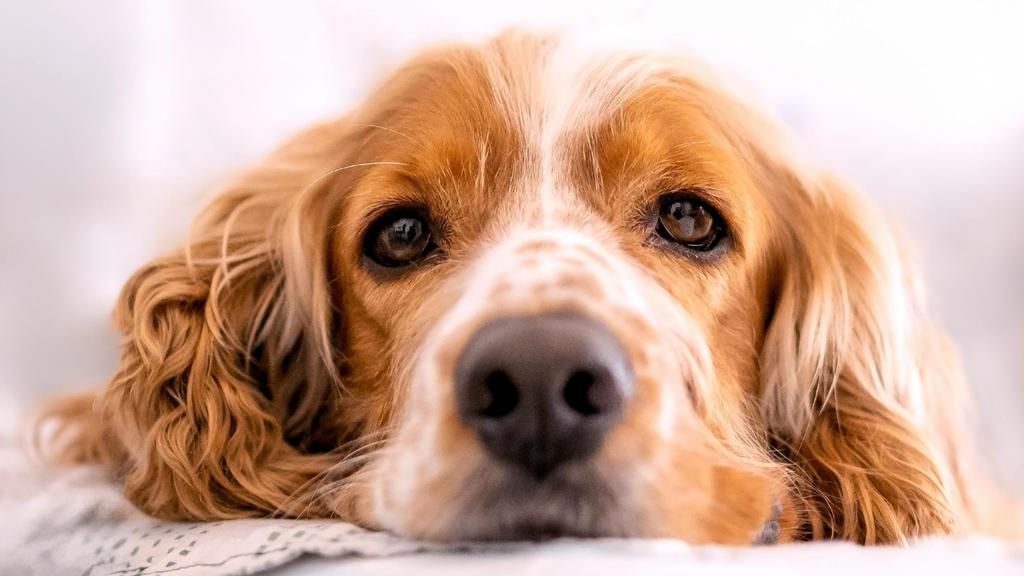American Cocker Spaniel