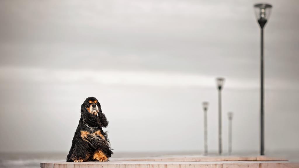 American Cocker Spaniel