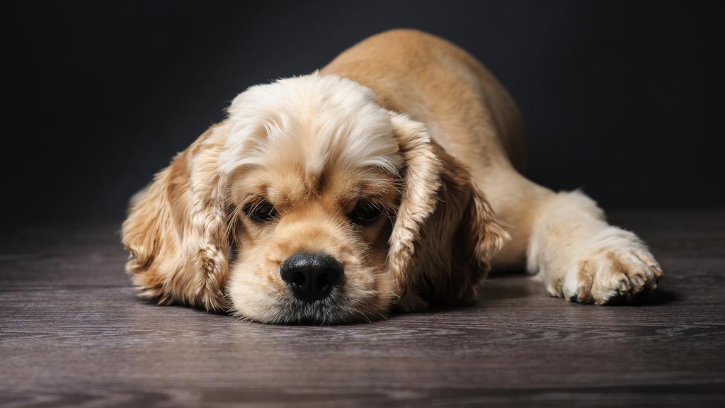 Financial Considerations icon