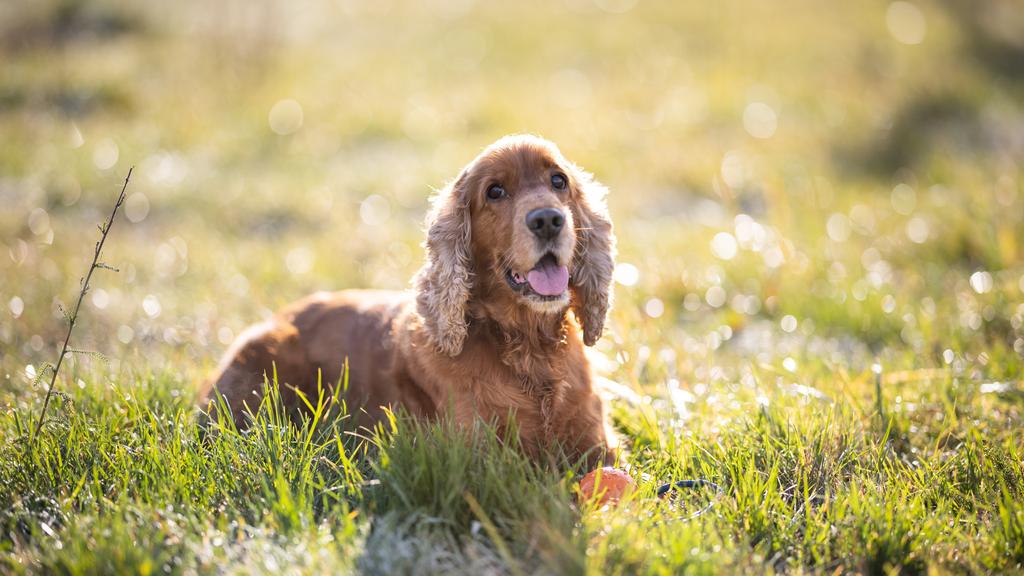 American Cocker Spaniel