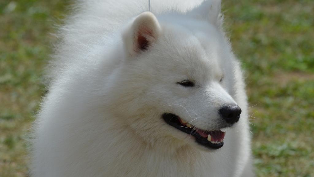American Eskimo Dog