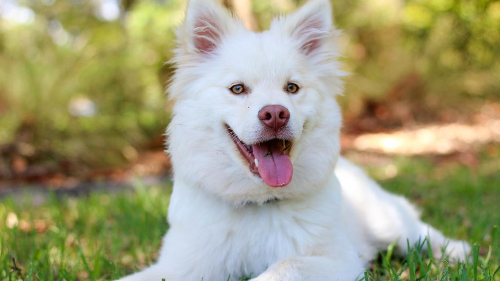 American Eskimo Dog