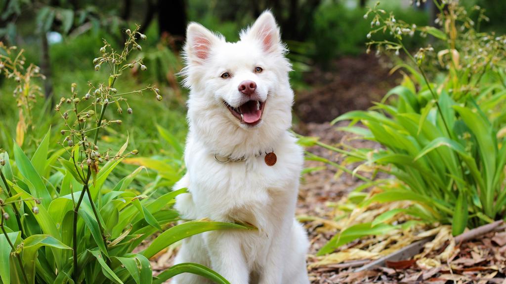 American Eskimo Dog