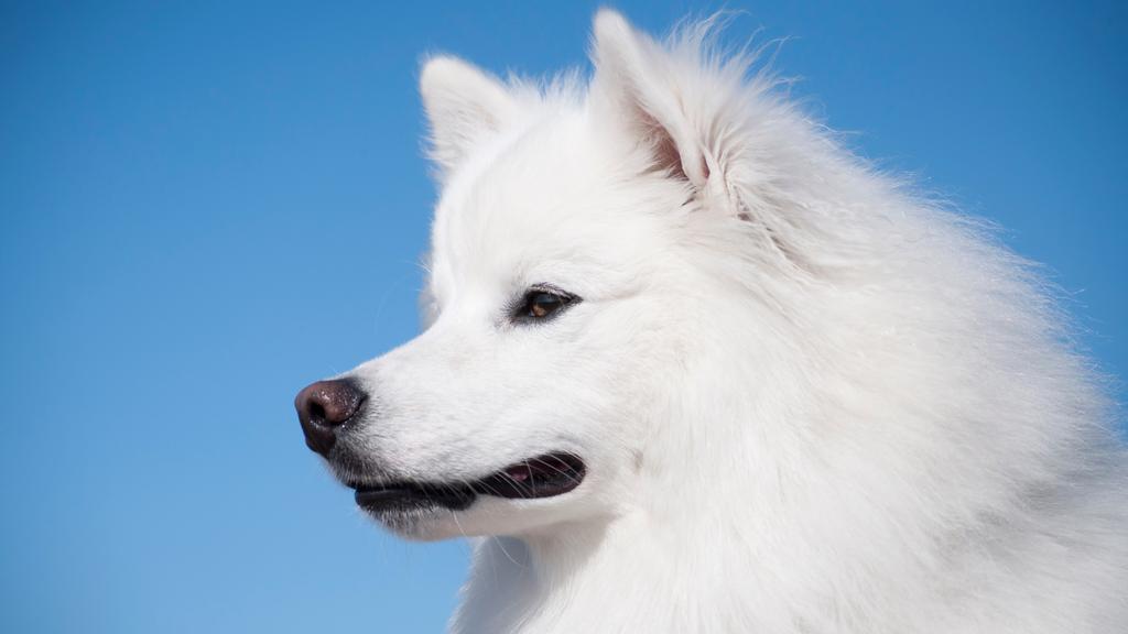 Grooming & Health icon