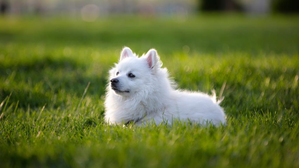 American Eskimo Dog