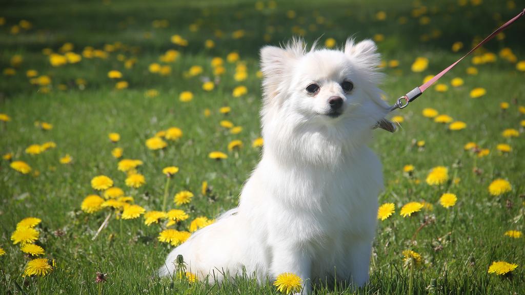 Adoption vs. Breeder Considerations icon