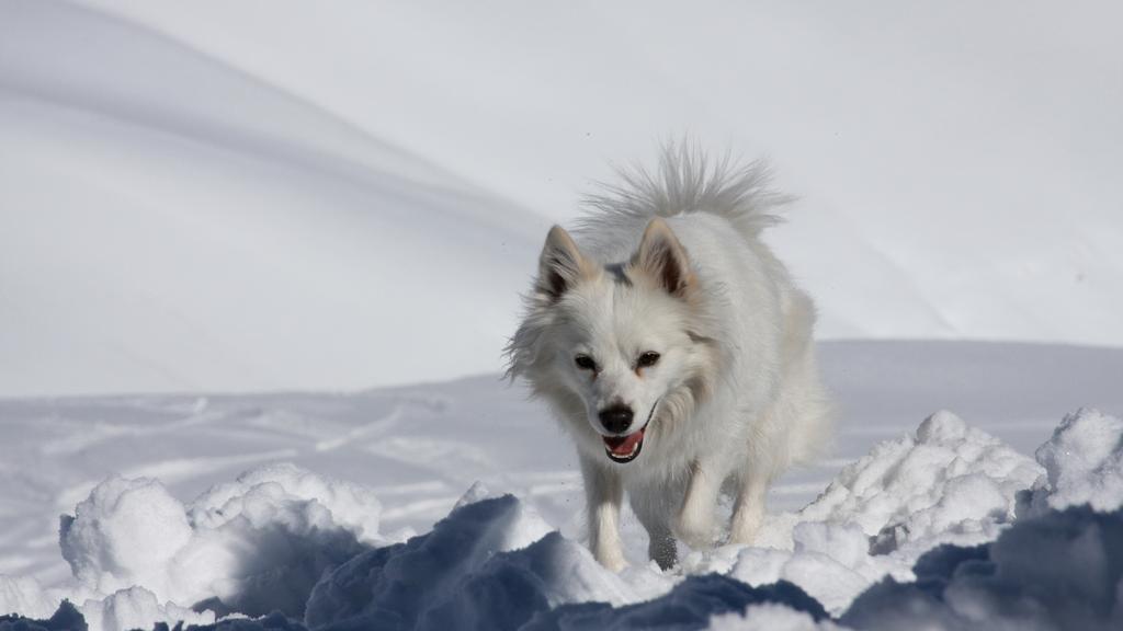 American Eskimo Dog