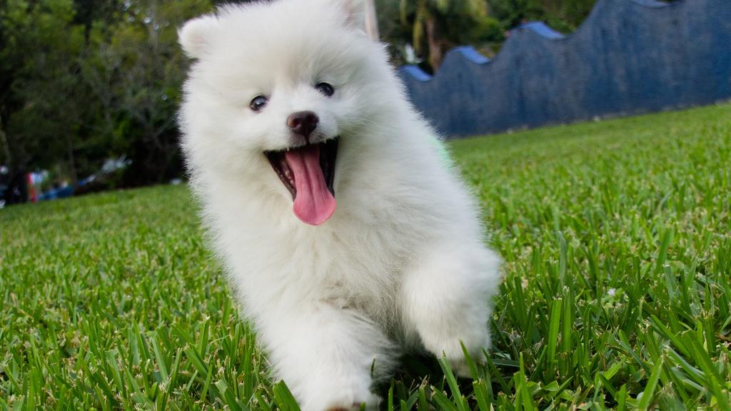 American Eskimo Dog