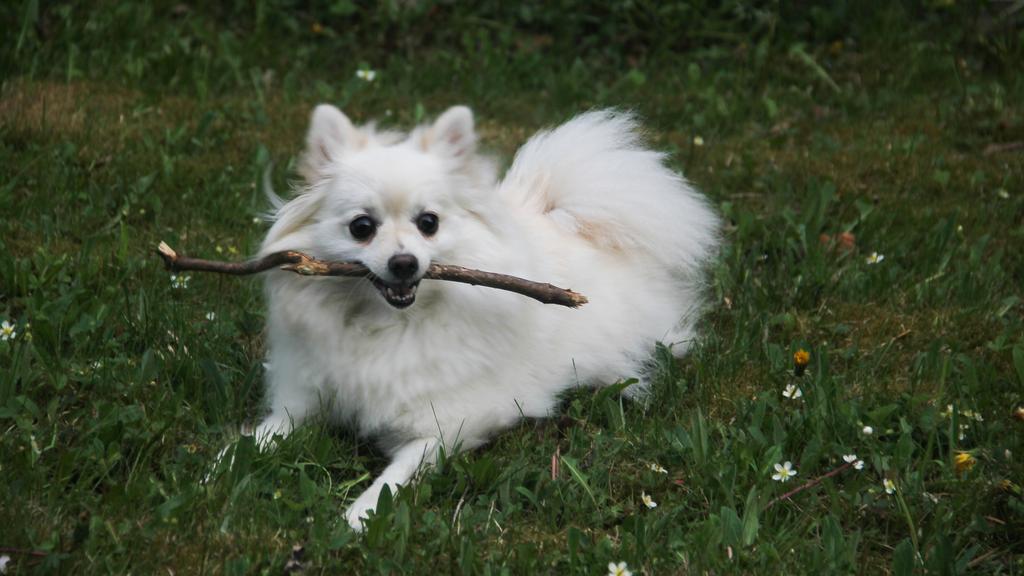 Basic Information icon