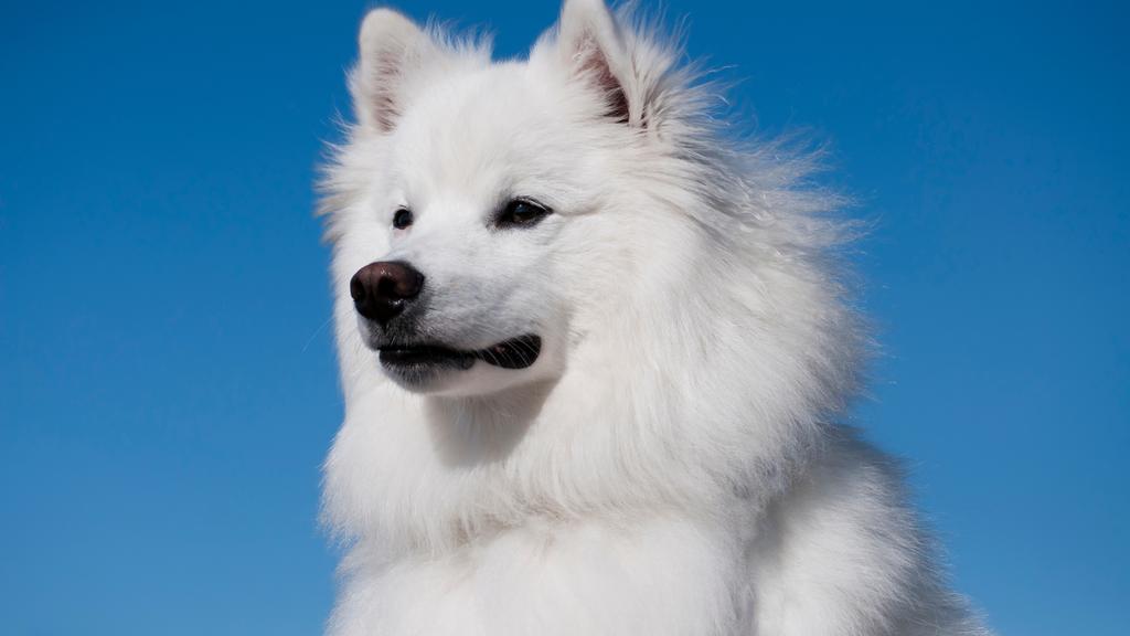 Temperament & Behavior icon