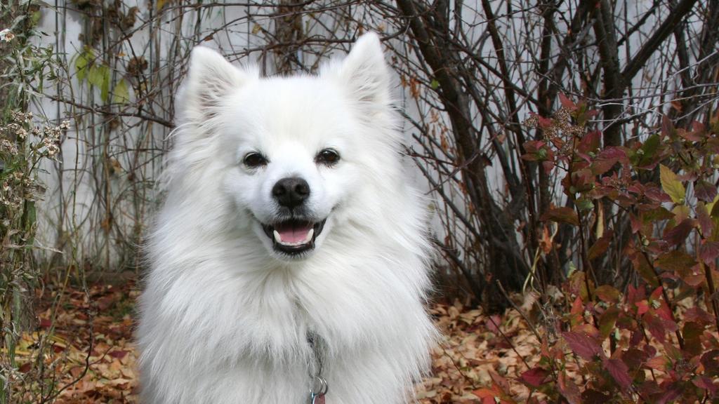 Exercise & Activity Needs icon