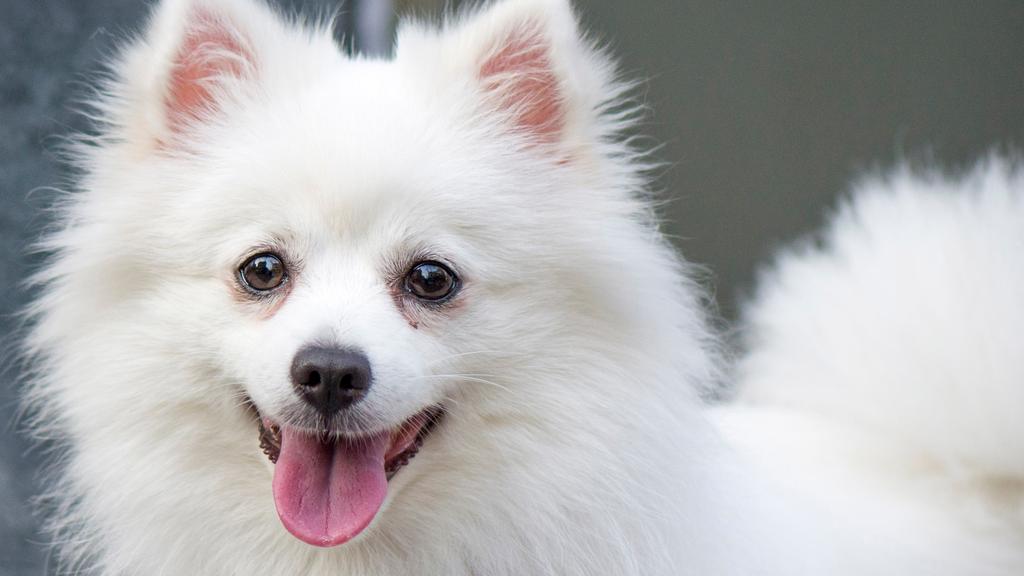 Life Stage Considerations icon