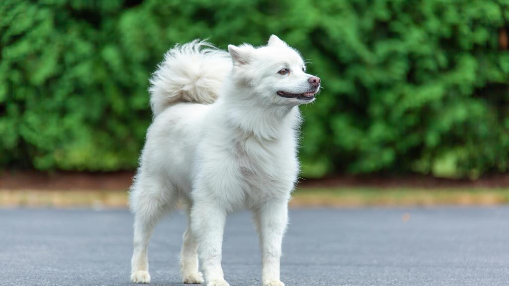 American Eskimo Dog