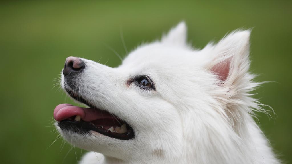 American Eskimo Dog