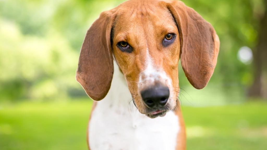 American Foxhound