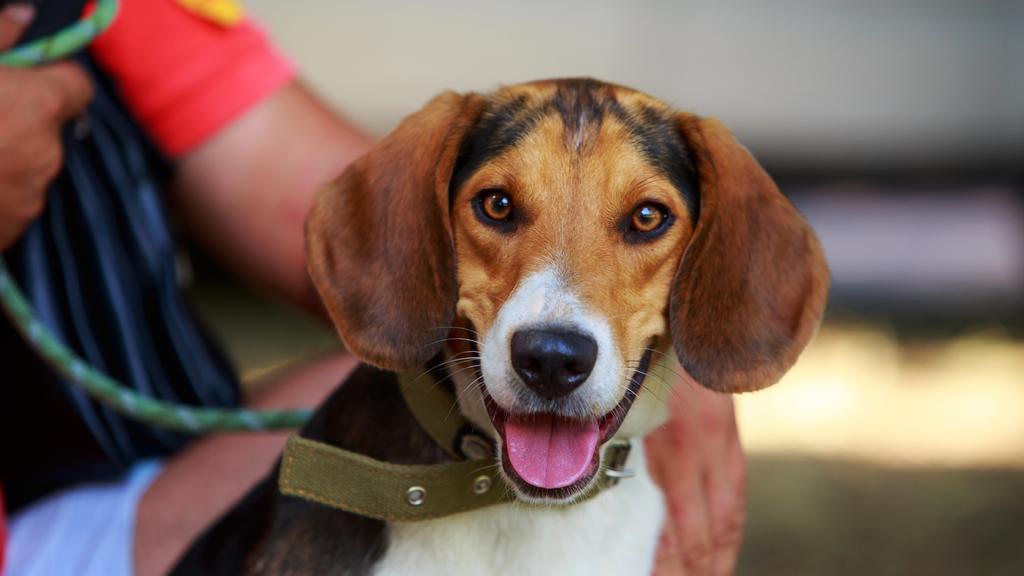 American Foxhound